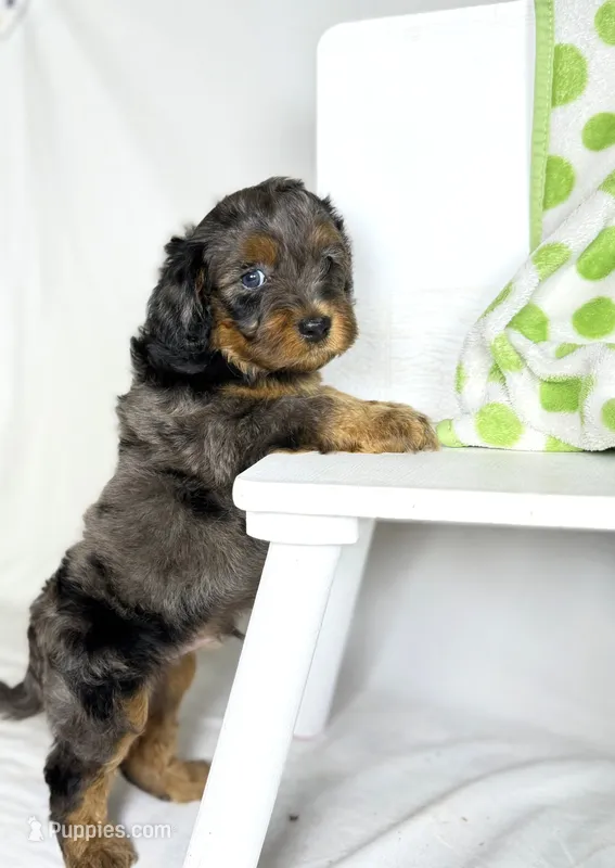 Cavapoo – Cavapoo puppy for sale in Britton, MI