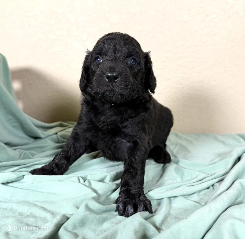 Newfypoo – Newfypoo puppy for sale in Britton, MI