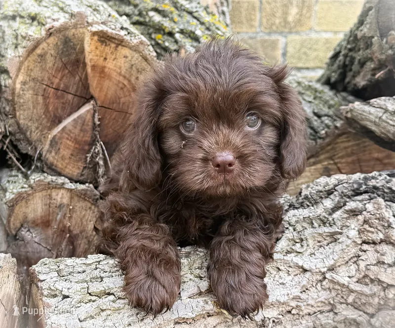 Cavapoo mix – Cavapoo puppy for sale in Britton, MI