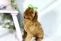 Cavapoo, a female Cavapoo for sale in Britton, MI – 6 of 7