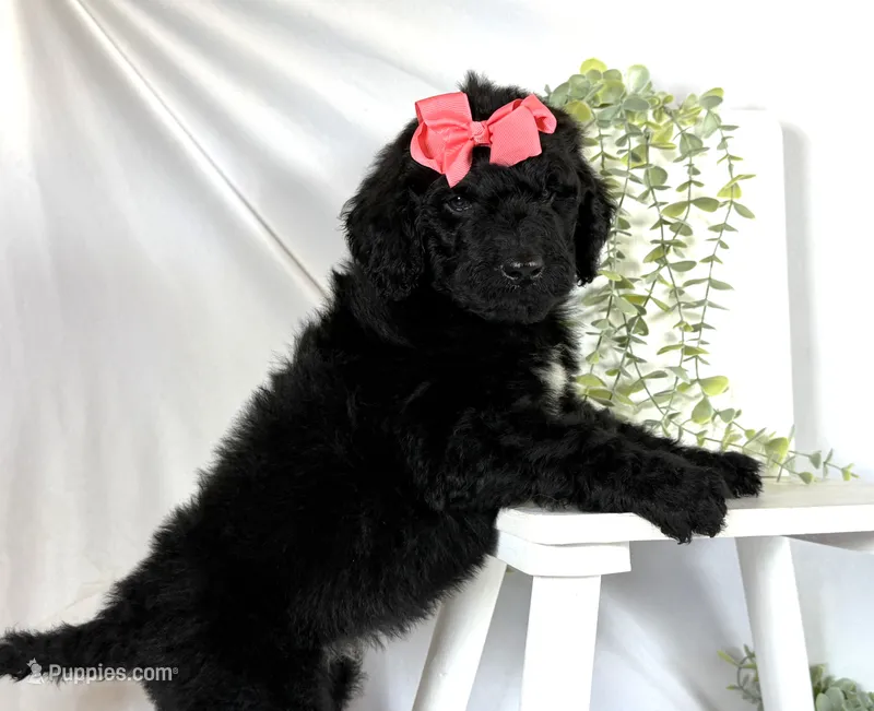 Newfypoo – Newfypoo puppy for sale in Britton, MI