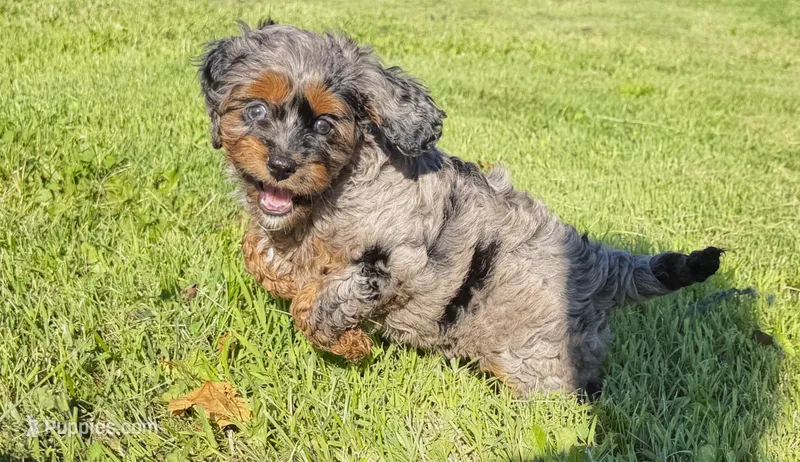 Cavapoo – Cavapoo puppy for sale in Britton, MI
