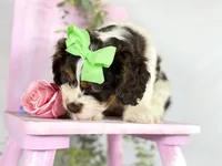 Cavapoo, a female Cavapoo for sale in Britton, MI – 2 of 7