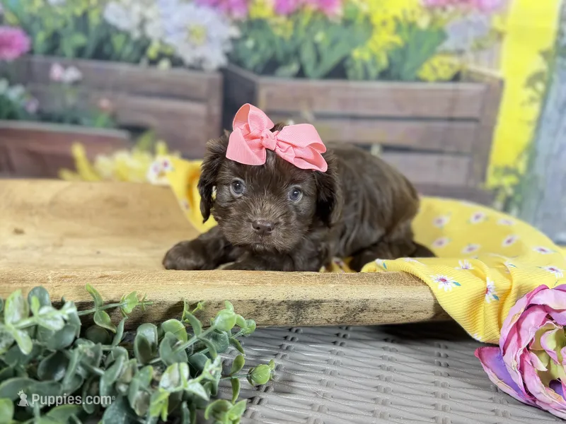 Cavapoo mix – Cavapoo puppy for sale in Britton, MI