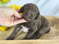 Newfypoo, a male Newfypoo for sale in Britton, MI – 2 of 3