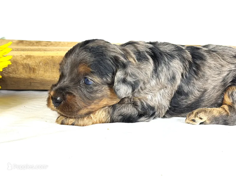 Cavapoo – Cavapoo puppy for sale in Britton, MI