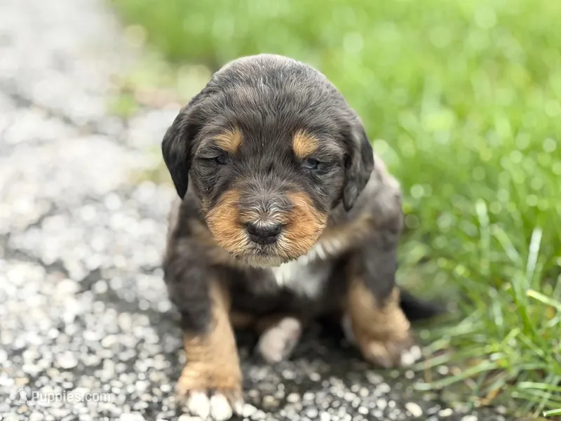 Bernedoodles – Bernedoodle puppy for sale in Britton, MI