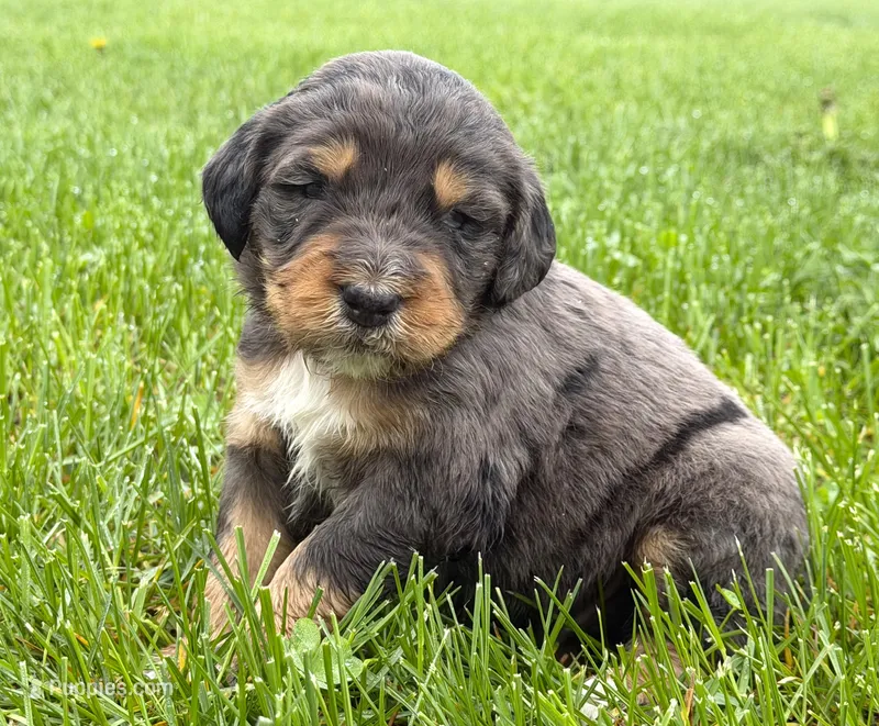 Bernedoodles – Bernedoodle puppy for sale in Britton, MI