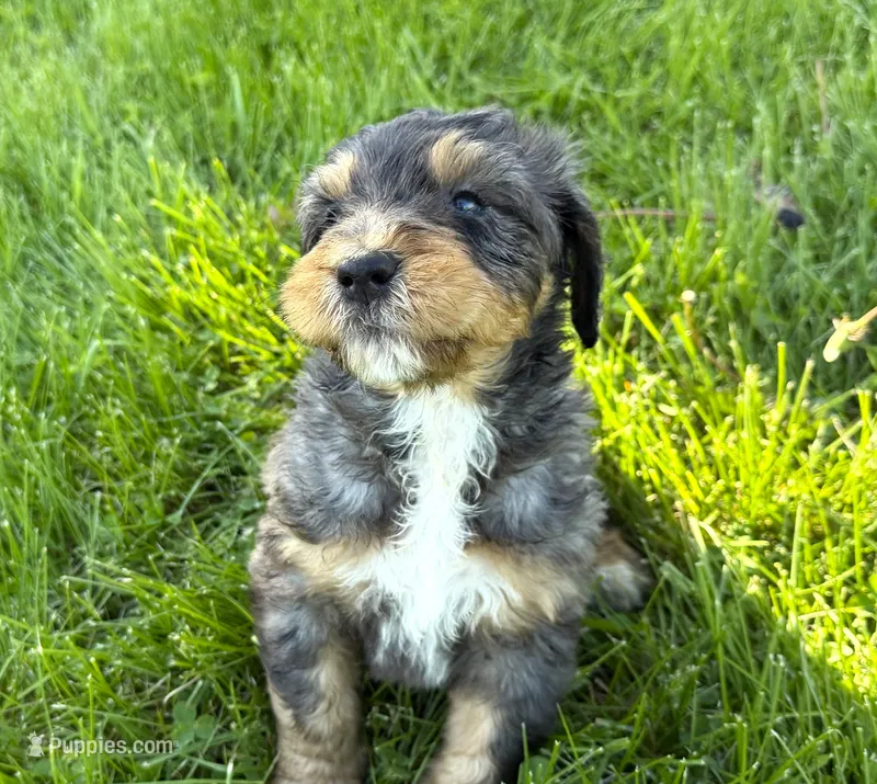 Bernedoodles, a male Bernedoodle for sale in Britton, MI – Photo 1 of 8