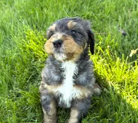 Bernedoodles, a male Bernedoodle for sale in Britton, MI – Photo 1 of 8