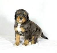 Bernedoodles, a male Bernedoodle for sale in Britton, MI – Photo 2 of 8