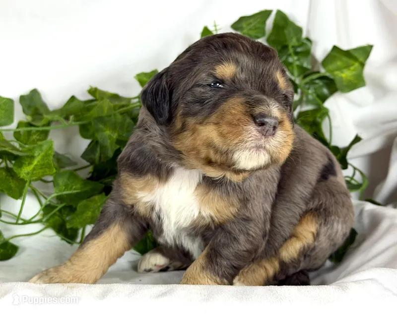 Bernedoodle – Bernedoodle puppy for sale in Britton, MI