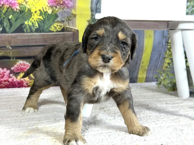 Bernedoodles – Bernedoodle puppy for sale in Britton, MI