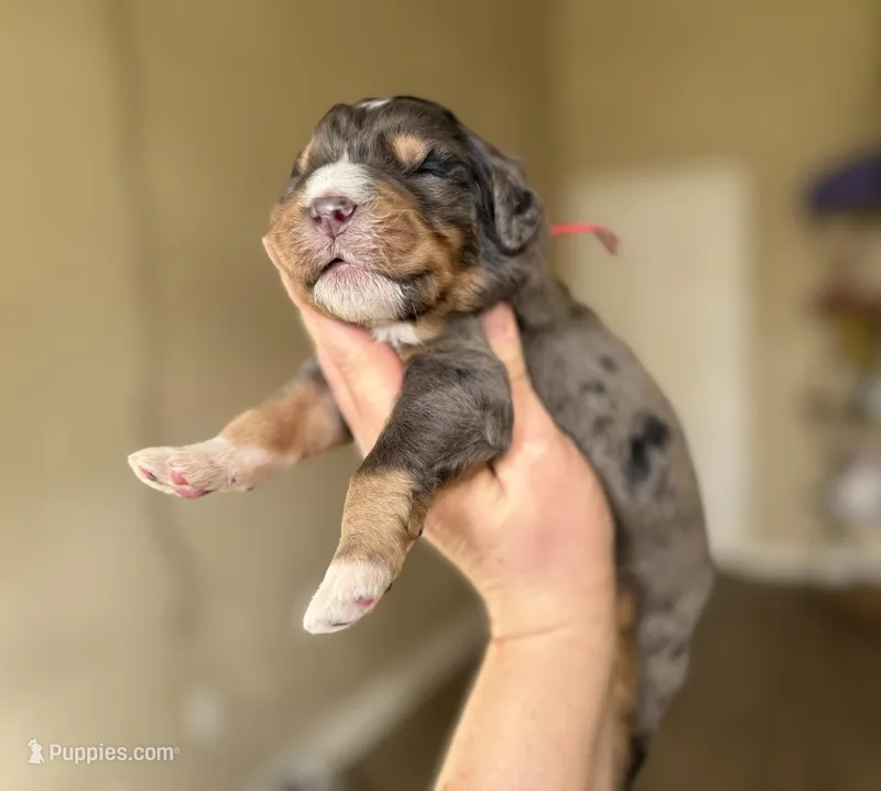 Bernedoodles – Bernedoodle puppy for sale in Britton, MI