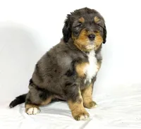 Bernedoodles, a male Bernedoodle for sale in Britton, MI – Photo 4 of 8
