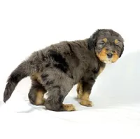Bernedoodles, a male Bernedoodle for sale in Britton, MI – Photo 5 of 8