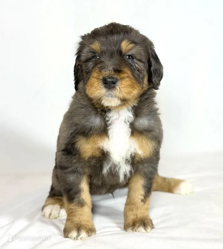 Bernedoodles – Bernedoodle puppy for sale in Britton, MI
