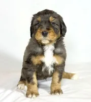 Bernedoodles, a male Bernedoodle for sale in Britton, MI – Photo 3 of 8
