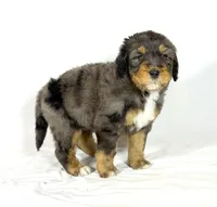 Bernedoodles, a male Bernedoodle for sale in Britton, MI – Photo 7 of 8
