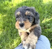 Bernedoodles, a male Bernedoodle for sale in Britton, MI – Photo 8 of 8