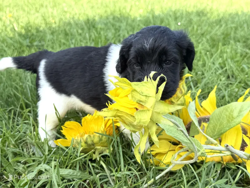 Newfypoo – Newfypoo puppy for sale in Britton, MI