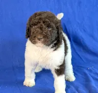 Newfypoo, a male Newfypoo for sale in Britton, MI – 6 of 7