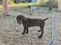 Smooch, a female German Shorthaired Pointer for sale in Boise, ID – 2 of 4
