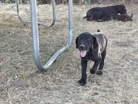 Mini You, a female German Shorthaired Pointer for sale in Boise, ID – 2 of 4