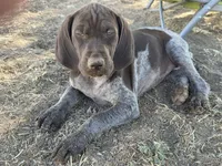 Rory, a female German Shorthaired Pointer for sale in Boise, ID – 3 of 4