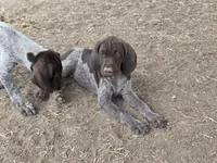 Rory, a female German Shorthaired Pointer for sale in Boise, ID – 2 of 4
