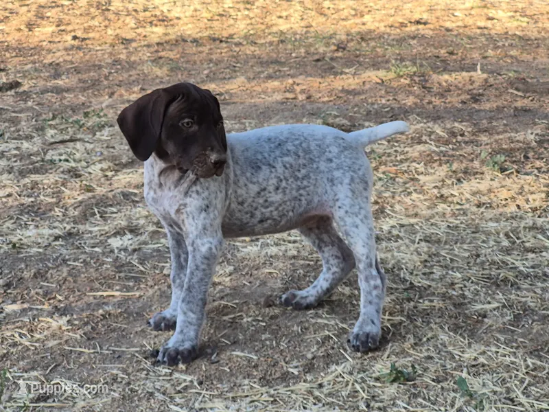 C. C. – German Shorthaired Pointer puppy for sale in Boise, ID