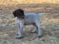 C. C., a female German Shorthaired Pointer for sale in Boise, ID – 1 of 3
