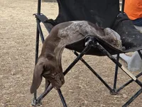 Rory, a female German Shorthaired Pointer for sale in Boise, ID – 4 of 4