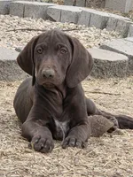Smooch, a female German Shorthaired Pointer for sale in Boise, ID – 1 of 4