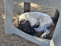 Beaver, a female German Shorthaired Pointer for sale in Boise, ID – 3 of 5