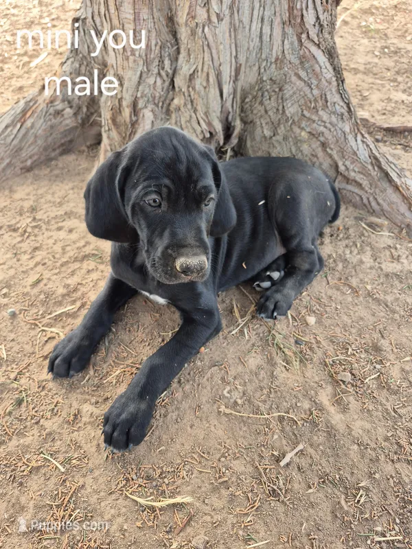 Mini You – German Shorthaired Pointer puppy for sale in Boise, ID