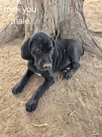 Mini You, a female German Shorthaired Pointer for sale in Boise, ID – 3 of 4