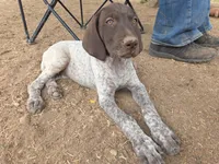 C. C., a female German Shorthaired Pointer for sale in Boise, ID – 3 of 3