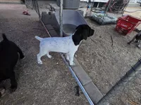 Beaver, a female German Shorthaired Pointer for sale in Boise, ID – 2 of 5