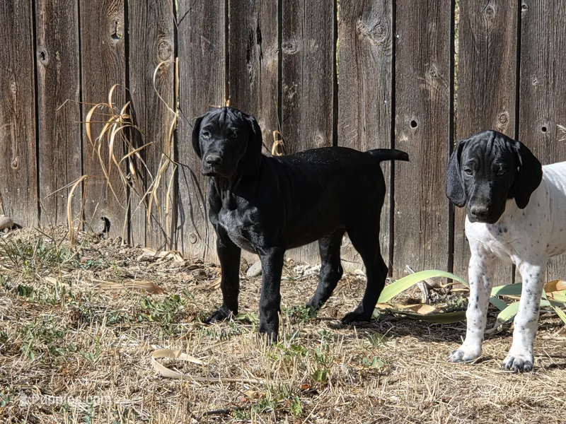 Mini Me – German Shorthaired Pointer puppy for sale in Boise, ID