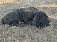 Mini You, a female German Shorthaired Pointer for sale in Boise, ID – 4 of 4