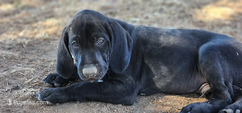Mini You – German Shorthaired Pointer puppy for sale in Boise, ID