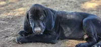 Mini You, a female German Shorthaired Pointer for sale in Boise, ID – 1 of 4
