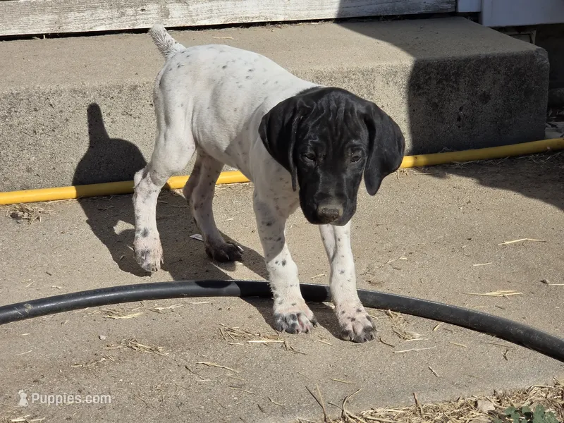 Beaver – German Shorthaired Pointer puppy for sale in Boise, ID