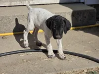 Beaver, a female German Shorthaired Pointer for sale in Boise, ID – 1 of 5