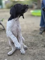 Beaver, a female German Shorthaired Pointer for sale in Boise, ID – 4 of 5