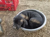 Mini Me, a female German Shorthaired Pointer for sale in Boise, ID – 2 of 2