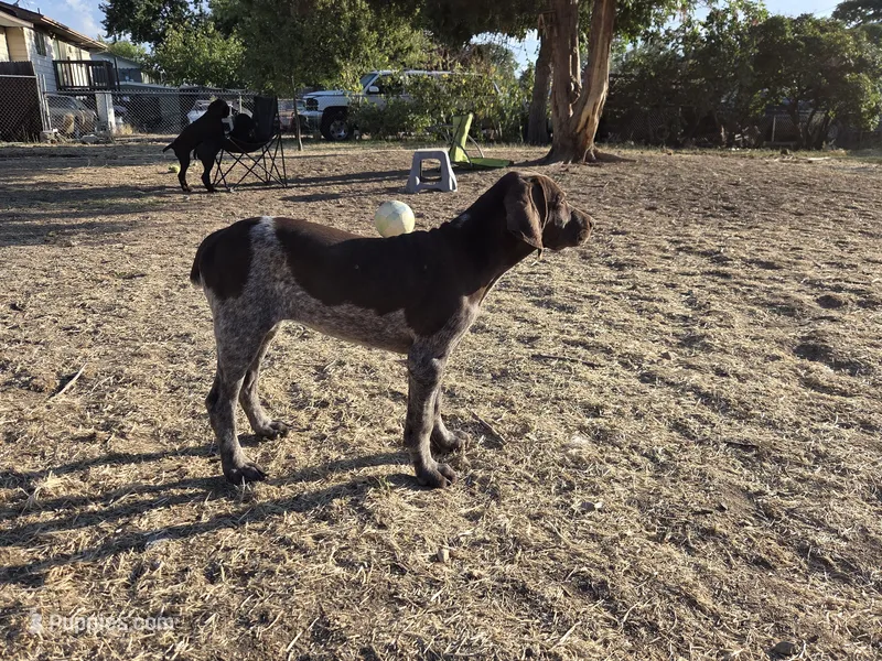 Rory – German Shorthaired Pointer puppy for sale in Boise, ID