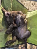 Smooch, a female German Shorthaired Pointer for sale in Boise, ID – 4 of 4