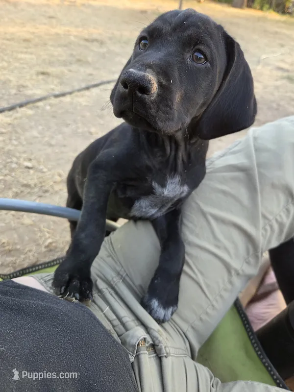 Mini Me – German Shorthaired Pointer puppy for sale in Boise, ID
